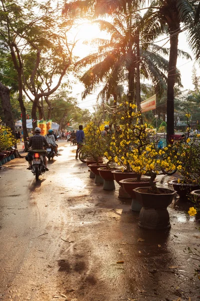 Mercado de árvores de férias em Ho Chi Minh City, Vietnã — Fotografia de Stock