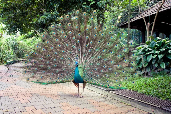 kuala lumpur kuş parkında peacock