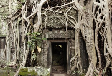 Kökleri Ta Prohm Tapınağı harabe duvarlar kapak