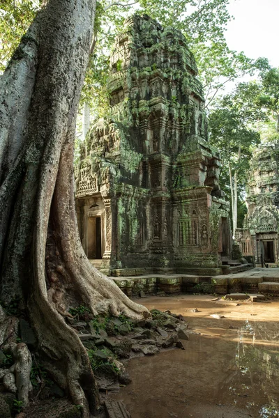 Ruiny chrámu Ta Prom, Angkor historický Park, Kambodža — Stock fotografie