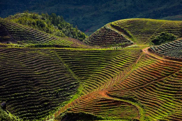 Fields in the mountains, Vietnam — Stock Photo, Image