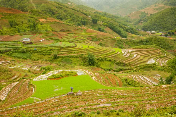 Risfält i bergen, norra Vietnam. — Stockfoto