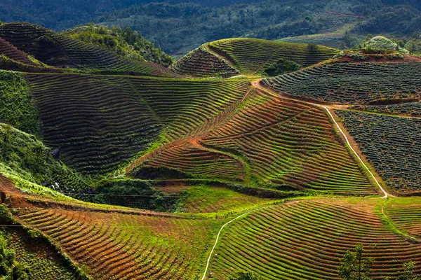 Campos nas montanhas, Vietname — Fotografia de Stock