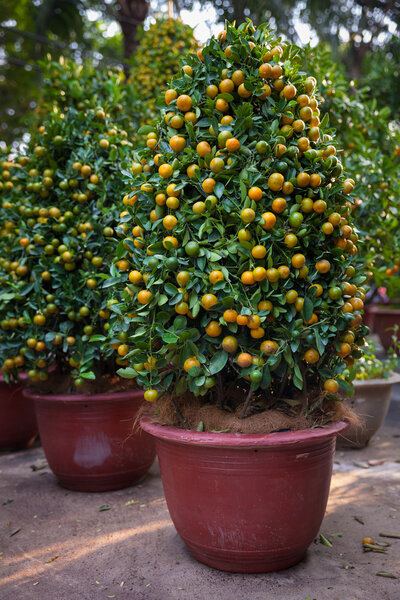 Tet Kumquat Trees the symbols of Lunar New Year Holidays