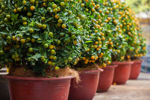 Tet Kumquat Trees the symbols of Lunar New Year Holidays