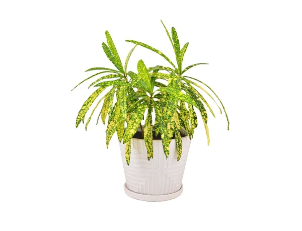 Croton (Codiaeum variegatum) — Stock Photo, Image