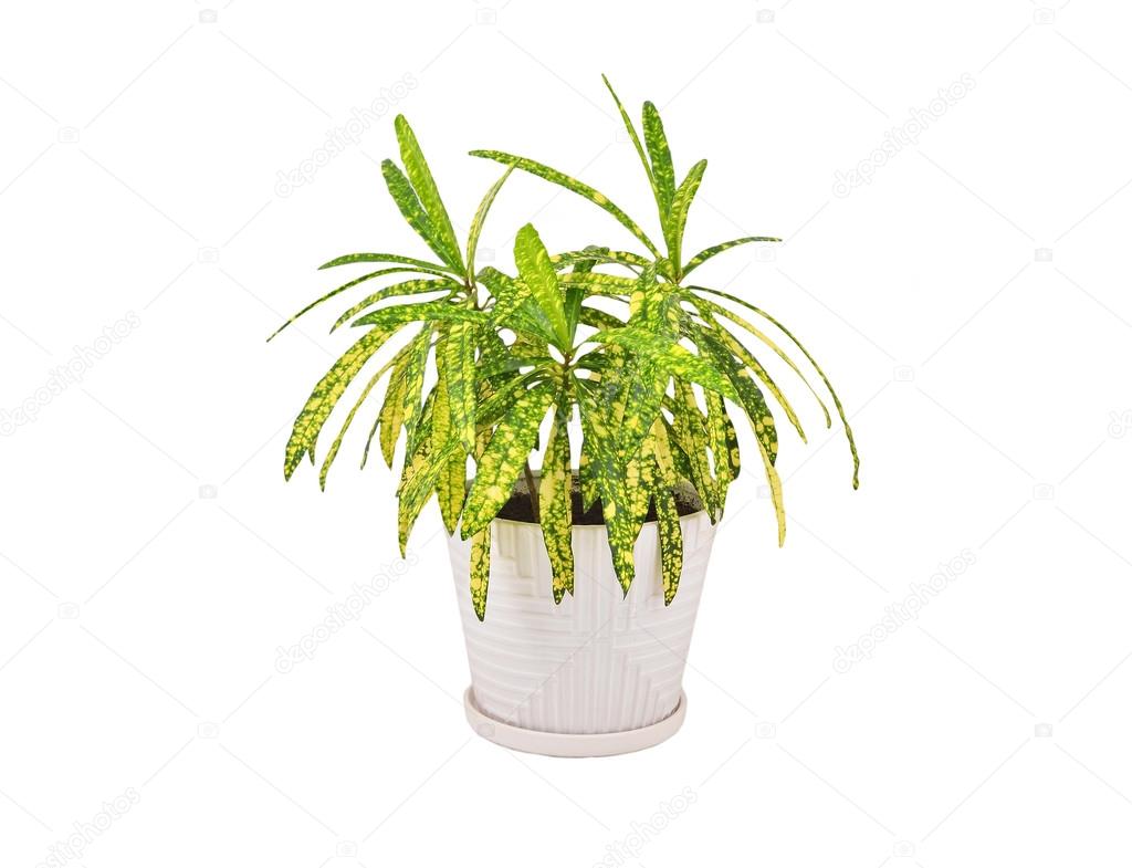 Croton (Codiaeum variegatum)