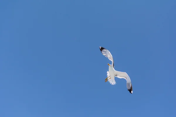 Eine Möwe fliegt in den Himmel — Stockfoto