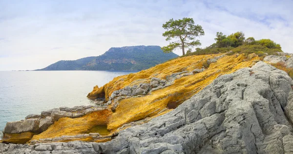Türkiye, deniz ve kıyı çam