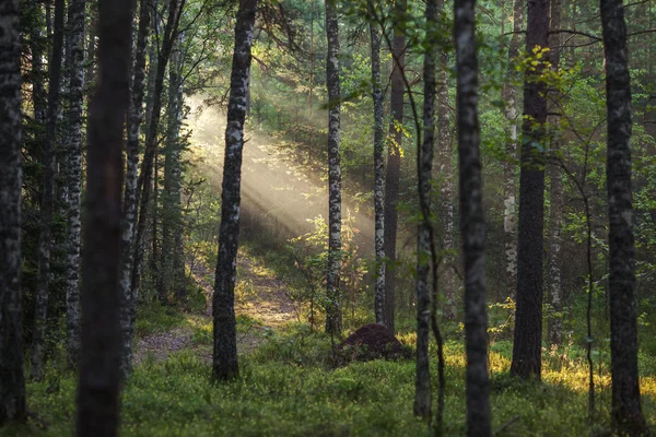 Lumière dans la forêt Image En Vente