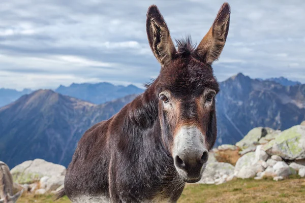 Montaña de burros — Foto de Stock