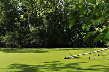 Orman bataklığı yeşil ağaçlarla çevrili, su açık yeşil çamurla kaplı, devrilmiş ağaç gövdesi suda yatıyor.