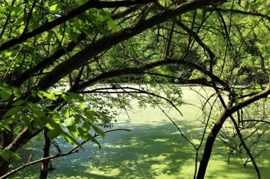 Orman bataklığı yeşil ağaçlarla çevrili, su açık yeşil çamurla kaplı.