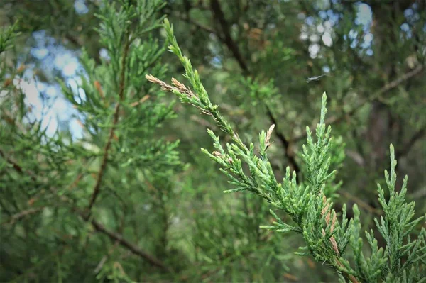 Ramo Árvore Conífera Thuja Close Contra Fundo Árvores Verdes Com — Fotografia de Stock