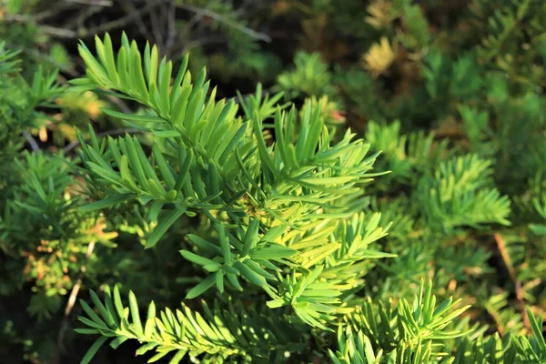 Rama Árbol Coníferas Abeto Primer Plano Contra Los Árboles Verdes —  Fotos de Stock