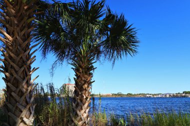 Okyanus koyunun kıyısında yeşil yapraklı palmiye ağaçları var. Arka planda mavi okyanus sularını ve körfezin karşı kıyısını görebilirsiniz.