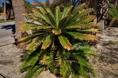 Alçak bir palmiye ağacı, yemyeşil yapraklı, yuvarlak bir tacı olan, diğer palmiyelerin arasında duruyor.