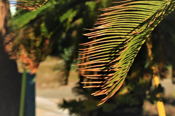 Palmkvist Med Blad Närbild Långa Gröna Blad Ett Palmträd Ser — Stockfoto