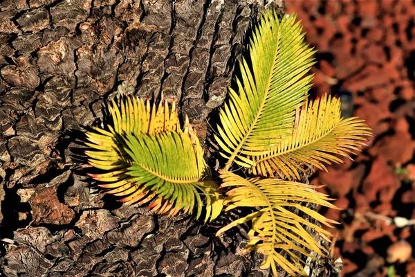 Rama Palma Con Hojas Primer Plano Hojas Verdes Largas Una —  Fotos de Stock