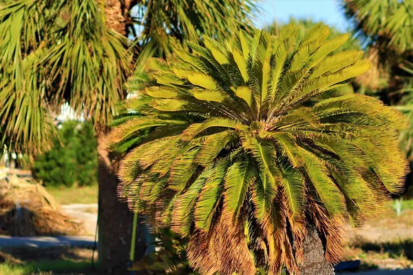 Ett Lågt Palmträd Med Gröna Blad Med Frodig Rundad Krona — Stockfoto