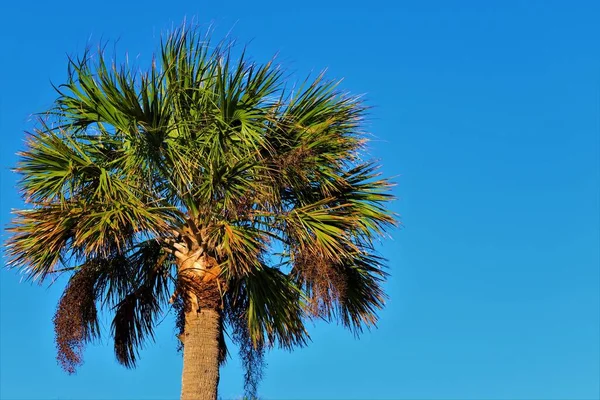 Diffondere Corona Verde Una Palma Sullo Sfondo Cielo Blu Brillante — Foto Stock