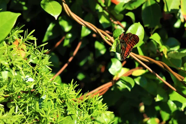 Uma Bela Borboleta Senta Uma Folha Verde Asas Castanhas Claras — Fotografia de Stock