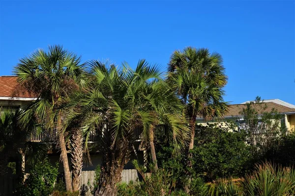 Palme Verdi Contro Cielo Blu Strada Belle Lussureggianti Palme Verdi — Foto Stock