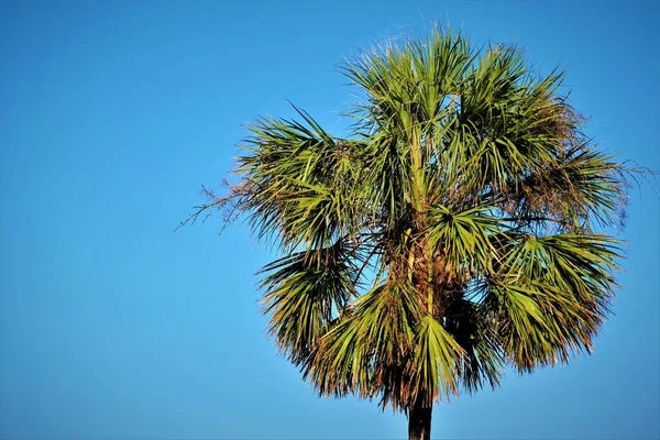 Espalhando Coroa Verde Uma Palmeira Fundo Céu Azul Brilhante — Fotografia de Stock