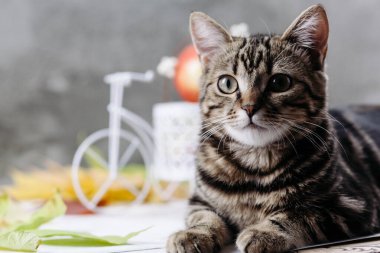 Yeşil gözlü bir tekir kedi yakın planda yakalandı..