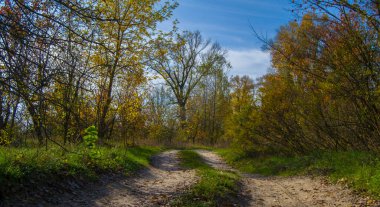 Sonbahar ormanında toprak yol