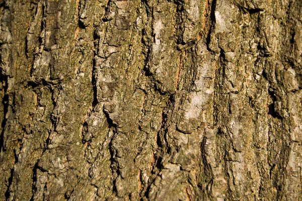 Derin Çatlakları Olan Yaşlı Bir Meşe Ağacının Kabuğu Ağaç Kabuğu — Stok fotoğraf