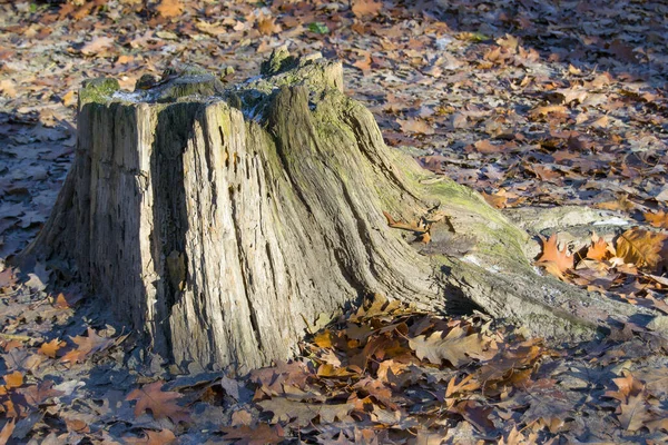 Oude Boomstronk Een Eikenbos Rond Veel Droge Bladeren — Stockfoto