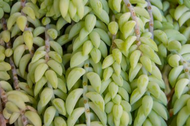 Kapalı alandaki bitkilerin yeşil yaprakları. Bitki damlaları