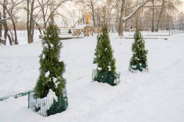 Karda üç tane haydut var. Ağaçlar sarılmış.