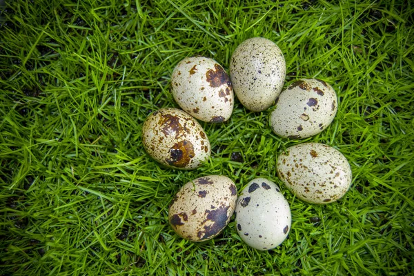 Sieben Eier Liegen Kreis Auf Dem Grünen Gras Wachteleier Auf — Stockfoto