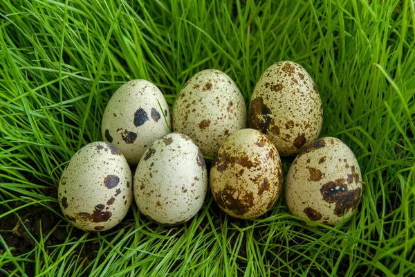 Sieben Wachteleier Liegen Auf Dem Grünen Gras Wachteleier Aus Nächster — Stockfoto