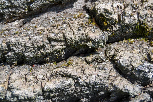 Eski Bir Meşe Ağacının Kabuğu Eski Tahta Yüzey Dokusu — Stok fotoğraf