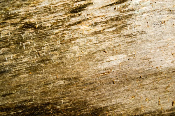 トレジンの木の質感 丸太の表面に乾いた葉があり — ストック写真