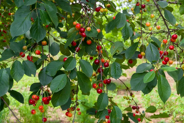 Baies Cerise Suspendues Une Branche Arbre Baie Non Mûre — Photo