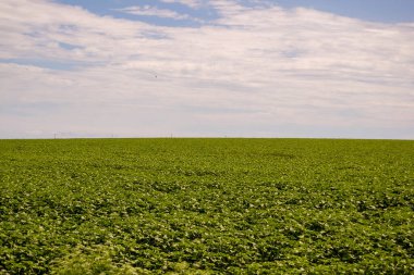 Genç ayçiçekleri olan bir tarla. Gökyüzü ufukta bulutlarla