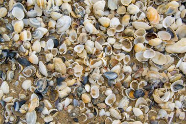 Mermiler kuma saçılmış. Deniz kabuğu kıyısı