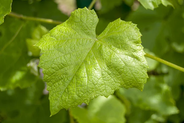 Yeşil yaprak üzümleri yakın plan. Şarap bahçesi.