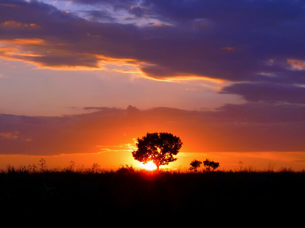Silhouette of a single tree against the setting sun with cloudy sky