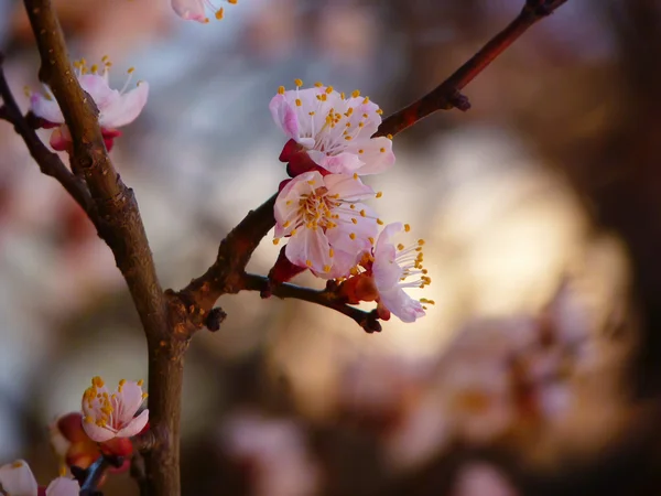 Blomster på en gren av et kirsebærtre – stockfoto