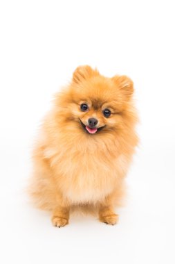 Pomeranian köpeği beyazda izole edilmiş.