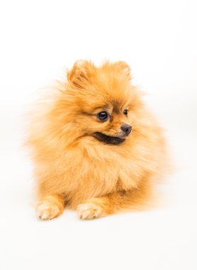 Pomeranian köpeği beyazda izole edilmiş.