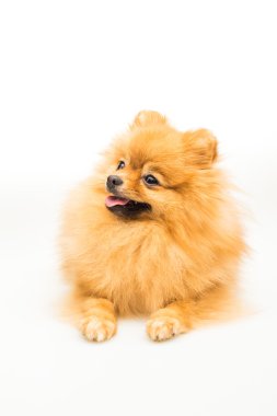 Pomeranian köpeği beyazda izole edilmiş.