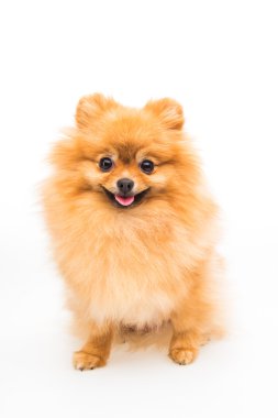 Pomeranian köpeği beyazda izole edilmiş.
