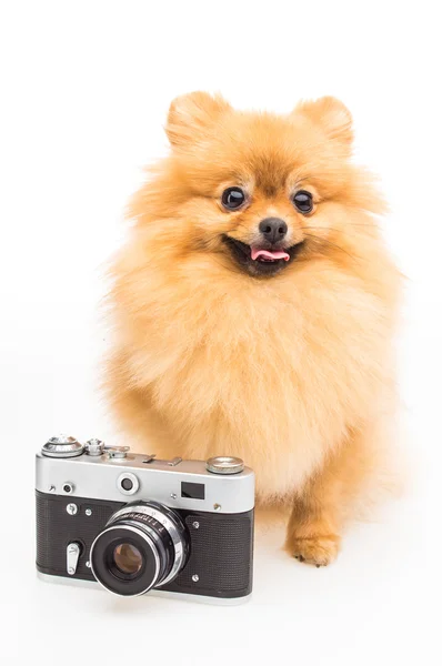 Cão da Pomerânia isolado em branco com câmera retro velha — Fotografia de Stock