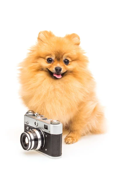 Cão da Pomerânia isolado em branco com câmera retro velha — Fotografia de Stock